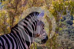 Zebra in herd, in the mountains, next to rocks and in a natural background. Plants around animals, hot habitat. Zebra related to