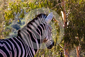 Zebra in herd, in the mountains, next to rocks and in a natural background. Plants around animals, hot habitat. Zebra related to