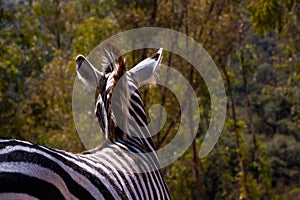 Zebra in herd, in the mountains, next to rocks and in a natural background. Plants around animals, hot habitat. Zebra related to