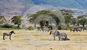 Zebra herd in the Ngorongoro Crater,