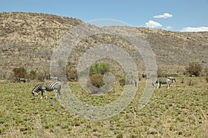 Zebra herd at Pilanesberg National Park, South Africa