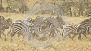 Zebra herd running in the dust