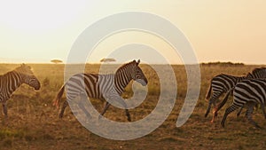 Zebra Herd Running at Sunset, African Animals on Africa Wildlife Safari in Maasai Mara in Kenya at M