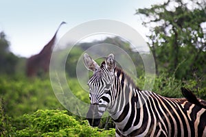 Zebra herd on savanna