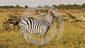 Zebra Herd in Savannah, Africa Animals on African Wildlife Safari in Masai Mara in Kenya at Maasai M