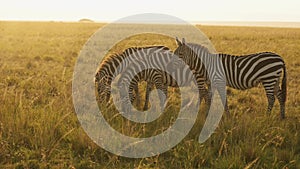 Zebra Herd in Savannah, Africa Animals on African Wildlife Safari in Masai Mara in Kenya at Maasai M