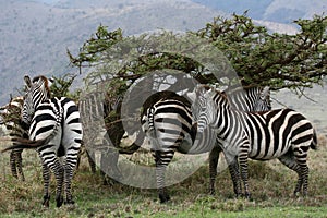 Zebra Herd - Serengeti Safari, Tanzania, Africa