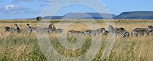 Zebra herd Serengeti Tanzania