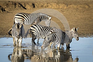 Zebra herd standing in muddy water in early morning sunshine in Kruger Park in South Africa