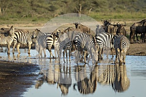 Zebra herd standing in river drinking with their bodies reflecting in water in Ndutu in Tanzania
