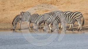 A zebra herd standing at water`s edge drinking in Kruger Park South Africa