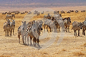 Zebra Herd Stare