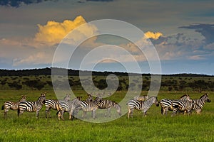Zebra Herd at Sunset