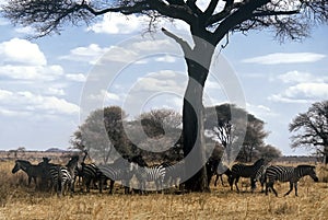 Zebra herd, Tanzania