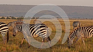 Zebra Herd Walking, Africa Animals on Wildlife Safari in Masai Mara in Kenya at Maasai Mara National