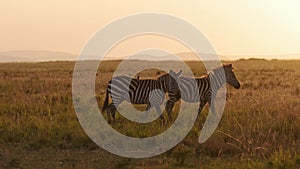 Zebra Herd Walking, Africa Animals on Wildlife Safari in Masai Mara in Kenya at Maasai Mara National