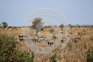 Zebra herd walking away