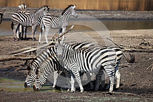 Zebra herd at water hole