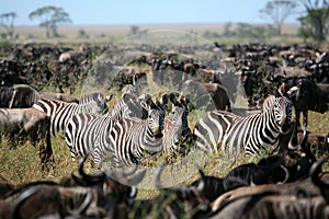 Zebra in a herd of wildebeest