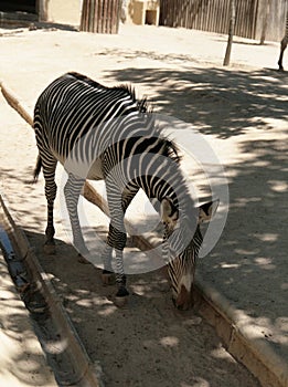 Zebra hiding in the shade from the scorching sun photo