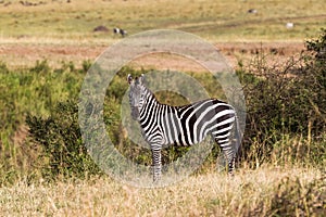 A zebra on a hill in the savannah. Masai Mara, Kenya