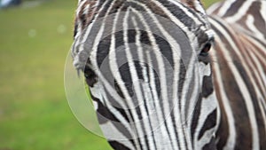 Zebra Hippotigris portrait in Safari Park summer sun day, 4K close up copy space