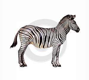 Zebra Hippotigris, realistic drawing