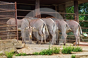Zebra - Hippotigris stands by the feeder. You can see four zebras from the back and one zebra from the front