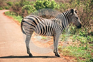 A zebra in the Hluhluwe - imfolozi National Park in South africa