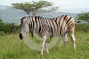 Zebra, Hluhluwe, South Africa