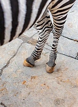 Zebra hooves on concrete at   zoo