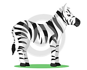 Zebra horse closeup on a white background.