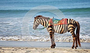 Zebra horse