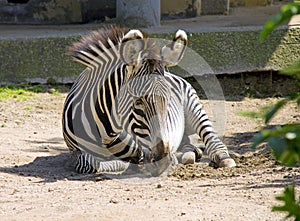 Zebra horse odd-toed savanna striped herbivorous