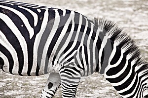 Zebra horse