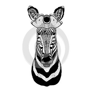 Zebra, horse wearing pirate tricorn hat. Capitan costume.