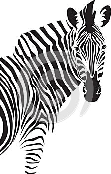 Zebra. Illustration.