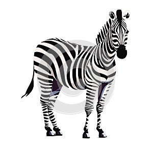 Zebra. Illustration. Zebra in natural grass habitat, Kenya National Park. Nature wildlife scene, Africa.