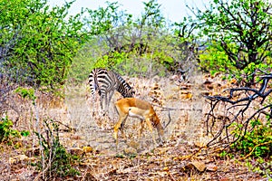 Zebra and Impala Antelope grazing in the drought stricken savanna area of central Kruger National Park