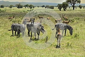 Zebra and Impala antelopes in African green savanah plain