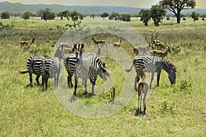 Zebra and Impala antelopes in African green savanah plain photo