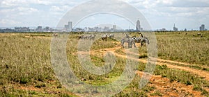 Zebra infront of Nairobi city skyline.