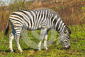 Zebra in iSimangaliso Park photo