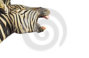 Zebra Isolated