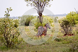 Zebra isolated in the savanna