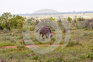 Zebra isolated in the savanna