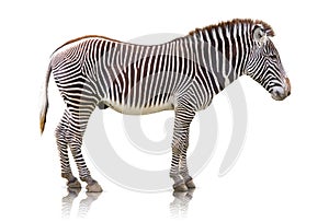 Zebra isolated