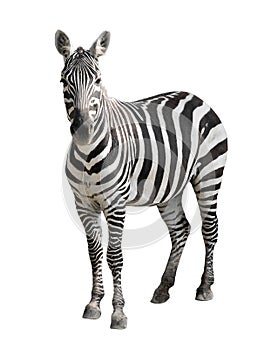 Zebra isolated on white