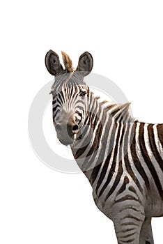 Zebra isolated on white