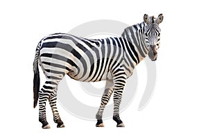 Zebra isolated